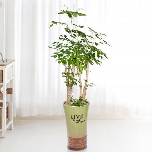 녹보수 화분 상품 사진
