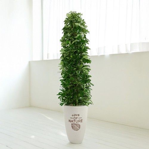 홍콩야자 화분 상품 사진